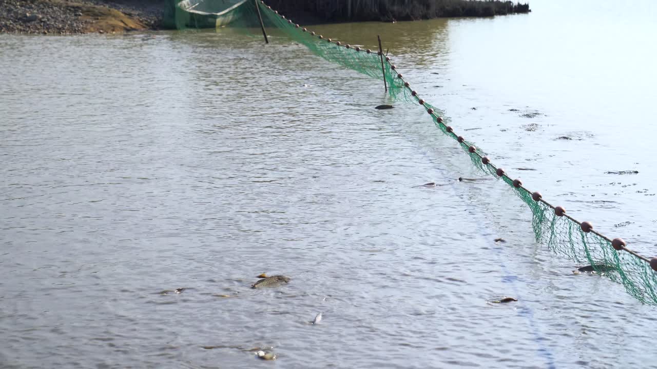Poaching of Sziki carp and other fish using nets in Akaszto, Hungary