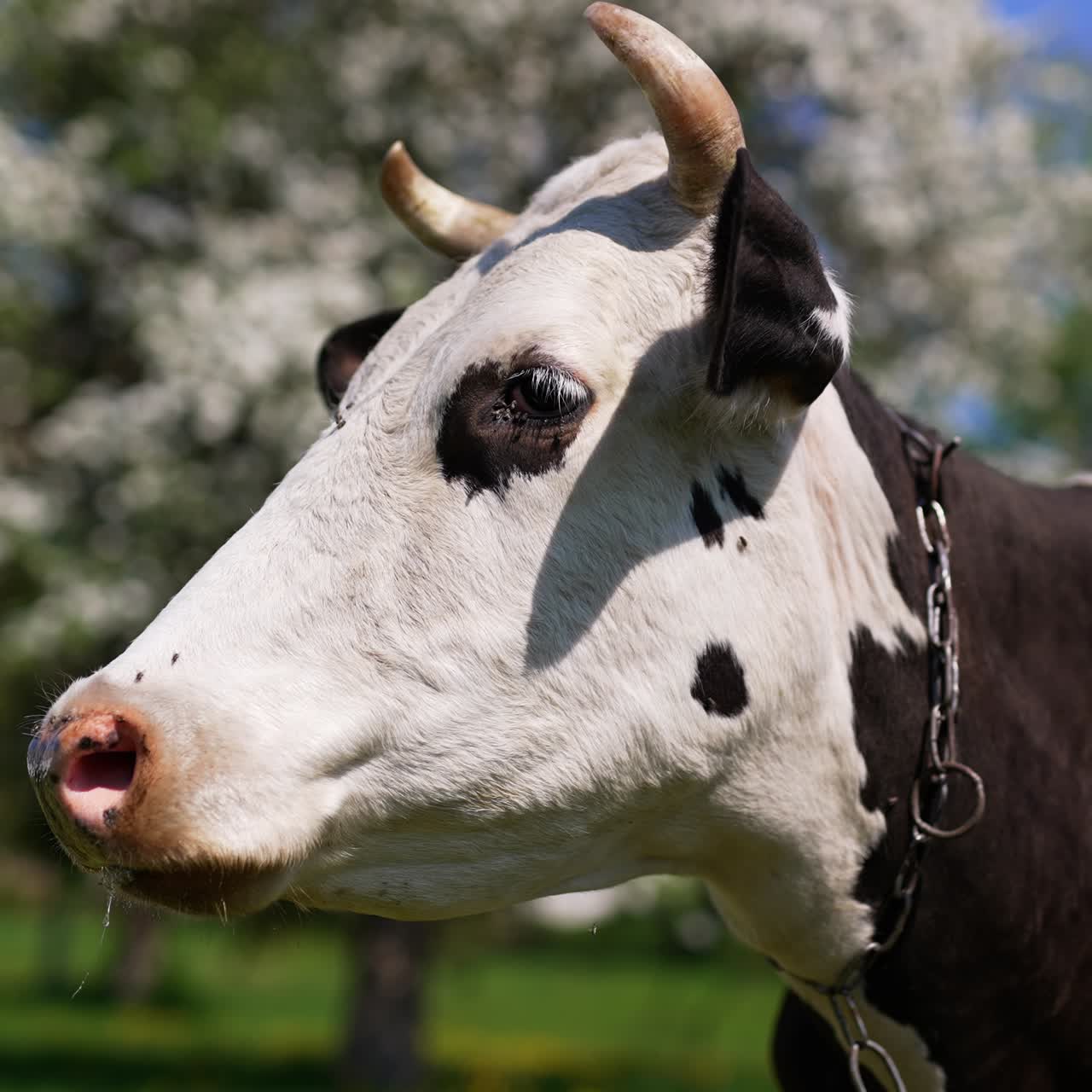 Calm domestic cow outdoors. Black and white cattle farming animal worried by many irritating insects. Blossoming tree at backdrop in blur