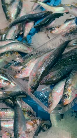 fresh sardines at a fish market