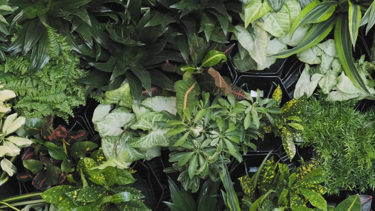 Bella carrellata di una varietà di fiori e piante bianchi, gialli, verdi e rossi assemblati insieme su una parete vegetale.