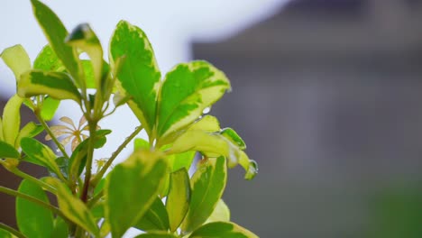 Hojas-Verdes-Mojadas-En-El-Jardín-De-La-Casa-Durante-El-Clima-Lluvioso---Foco-Seleccionado-Con-Fondo-Borroso