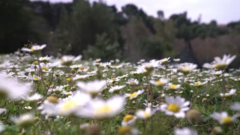 Nahaufnahme,-Bodenansicht-Von-Gänseblümchen-Auf-Einer-Wiese,-Fokus-Rack-Vom-Vordergrund-Zum-Hintergrund,-Schwenkkamerabewegung,-4k-30fps