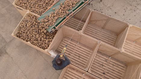 conveyor belt transporting potato harvest into wooden crates birdseye aerial