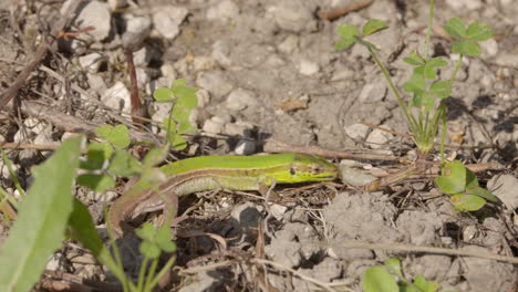 a green gecko in greece