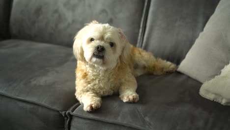 el perro blanco shih tzuh boomer se sienta en el sofá, mira la cámara