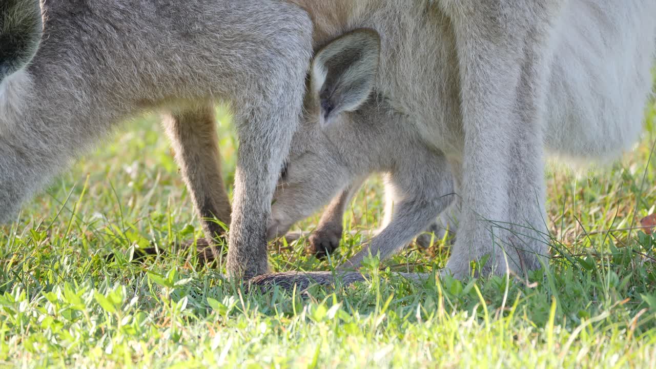 Native Australian baby Joey Kangaroo feeding on grass from its mother's pouch