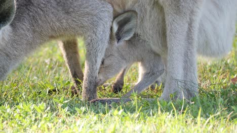 native australian baby joey kangaroo feeding on grass from its mother's pouch