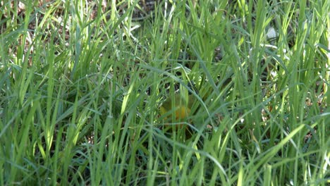 An-alert-male-Cape-Weaver-bird-collecting-blades-of-grass,-close-up