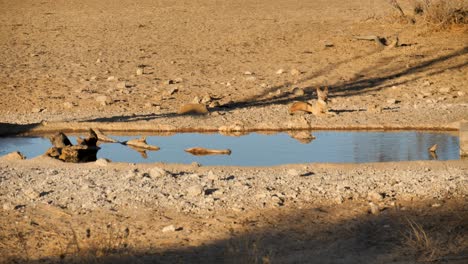 un chacal de lomo negro descansa junto a un pozo de agua en nossob en sudáfrica