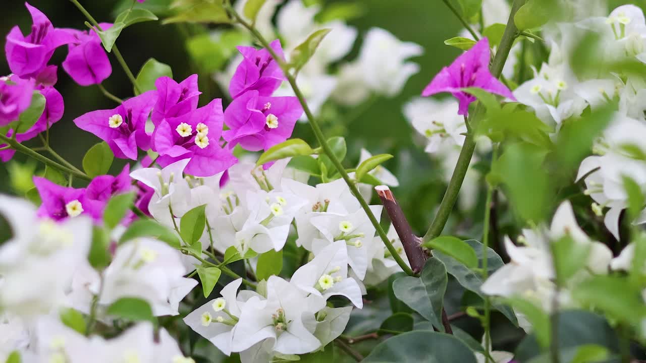 vibrantes flores de bougainvillea rosadas y blancas en el jardín