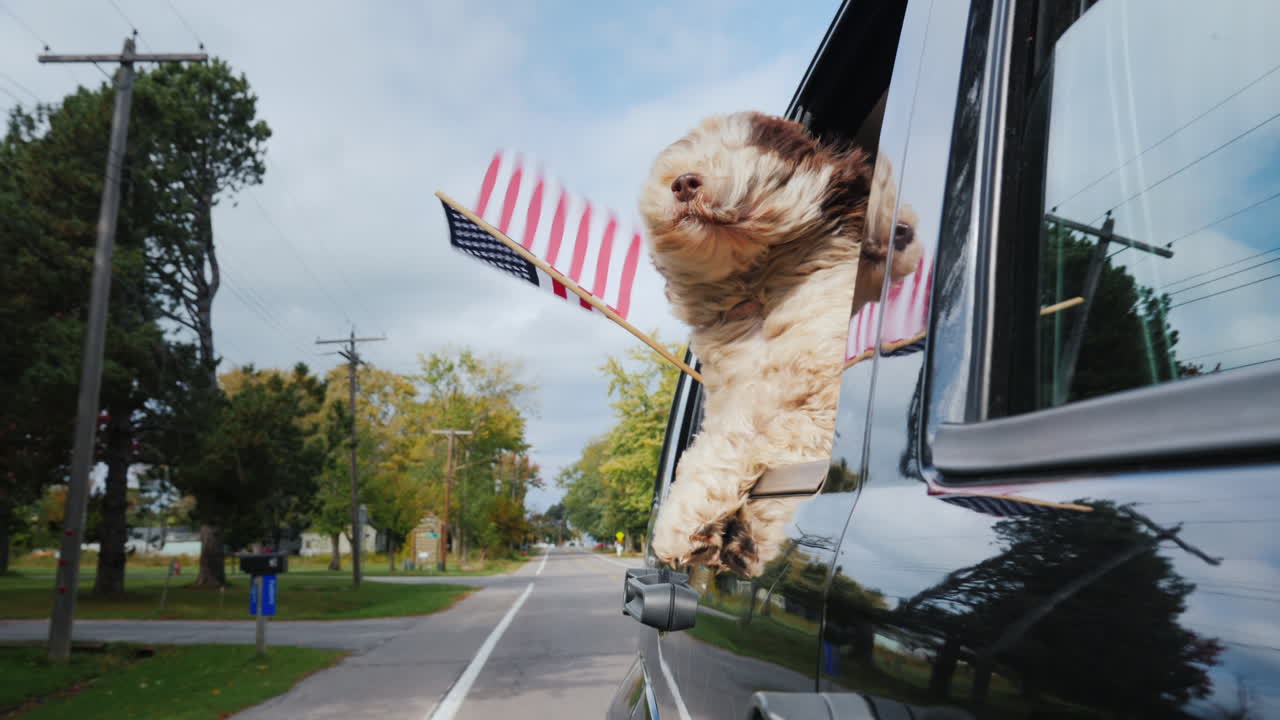 perro con bandera americana en la ventana del coche