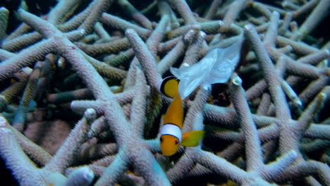 clownfish and coral reef