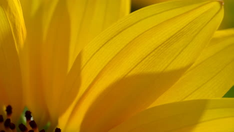 close-up of sunlit yellow flower petals