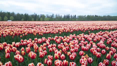 stunning view of large tulip meadow and green trees in background