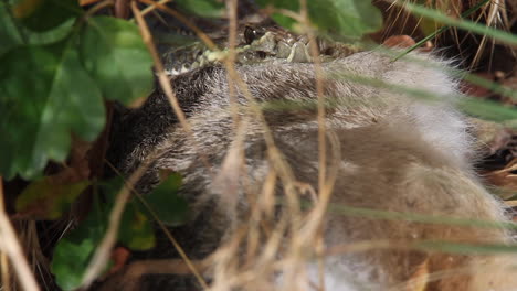 macro de cerca: una serpiente de cascabel en la maleza ingiere lentamente la presa del conejo