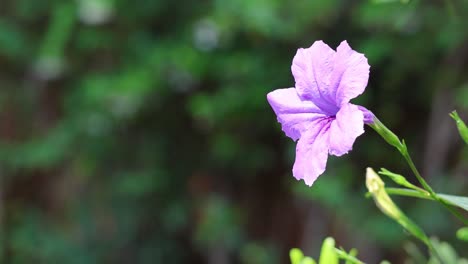 bee flying towards a purple flower