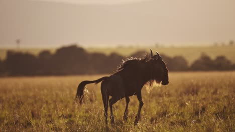 slow motion of african wildlife, wildebeest jumping leaping playing bucking and having fun, happy animals on safari in maasai mara, kenya, africa in beautiful sunrise light in savannah landscape