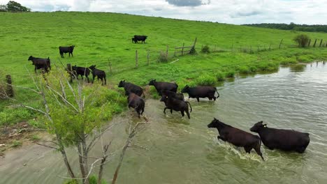 ganado en estanque al lado de pasto