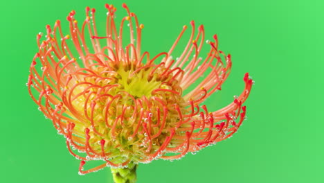 pincushion protea flower with bubbles and ink drops on green background