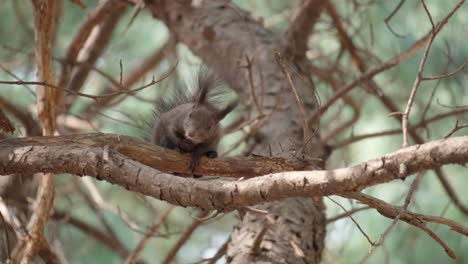 eurasian grey squirrel or abert's squirrel resting on a pine tree branch