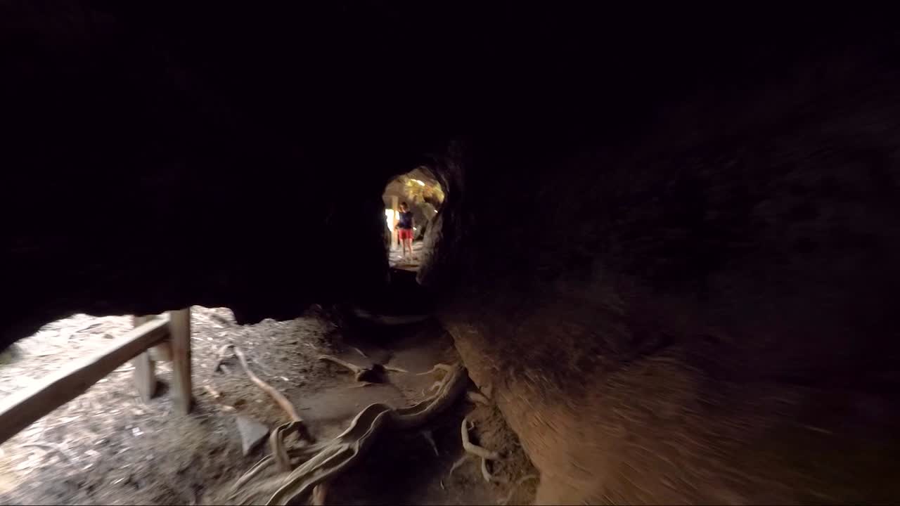 킹스 캐년 국립공원의 자이언트 세쿼이아 나무 안을 걷다