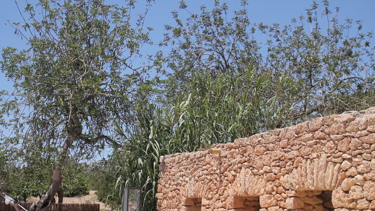 Outdoor scene with trees and stone wall