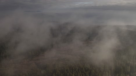 paisaje de bosque brumoso desde arriba