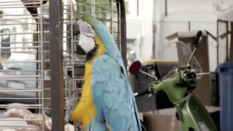 parrot eating in a cage