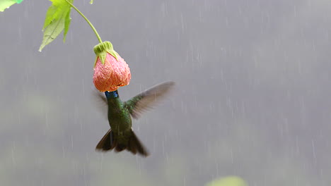 Magnífico-Colibrí-Alimentándose-De-Una-Flor-De-Abutilon-Pictum-Bajo-Fuertes-Lluvias