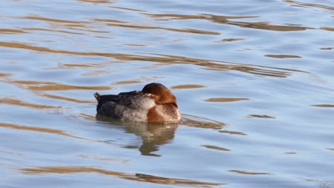 a single duck floats calmly on a rippled lake.