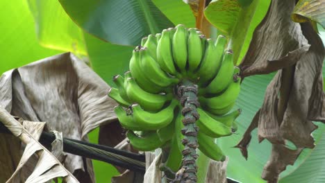 banano en hawaii con fruta inmadura