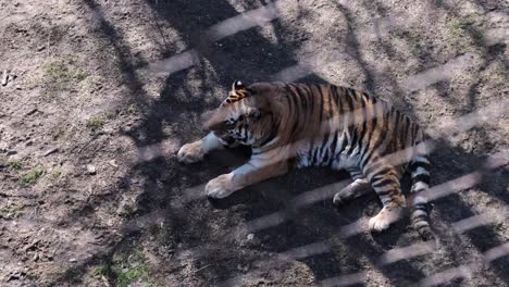 Acérquese-A-Un-Tigre-Detrás-De-Una-Cara,-Luciendo-Triste-Y-Solo