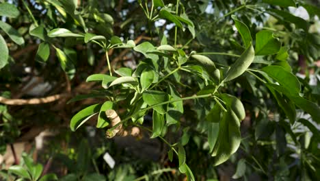 close up of a schefflera plant