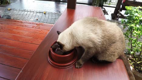 gato comiendo, gato marrón siamés entrando y comenzando a comer su comida de un cuenco en el suelo del balcón de madera.