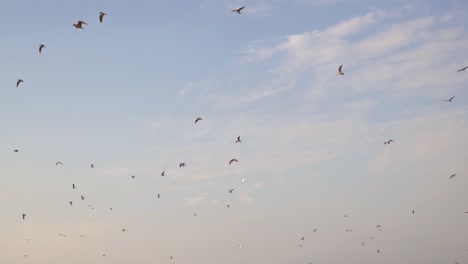 Silhouettes-of-sea-birds-flying-slow-motion-at-sunset