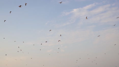 Siluetas-De-Aves-Marinas-Volando-A-Cámara-Lenta-Al-Atardecer