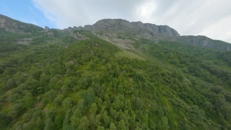 aerial flight over green fir trees growing on norwegian mountains during summer