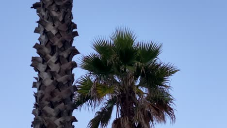 Moon-in-middle-of-Palm-Trees.-Tropical-skyscape