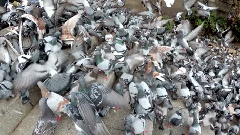 huge flock of pigeons eating bread outdoors in the city street