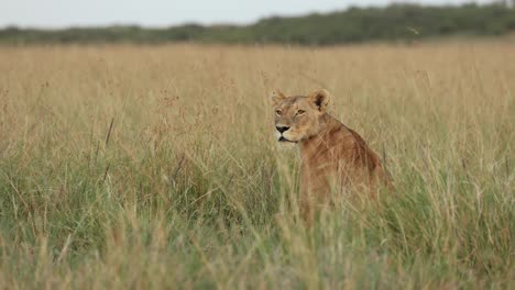 a lioness sitting and watching in the long grass of the masai mara, kenya