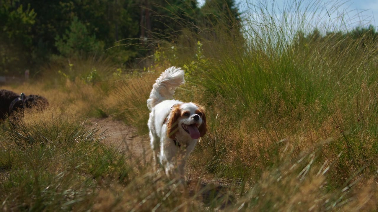 Cute small white and brown puppy dog trotting toward camera on sunny forest dirt path in slow motion