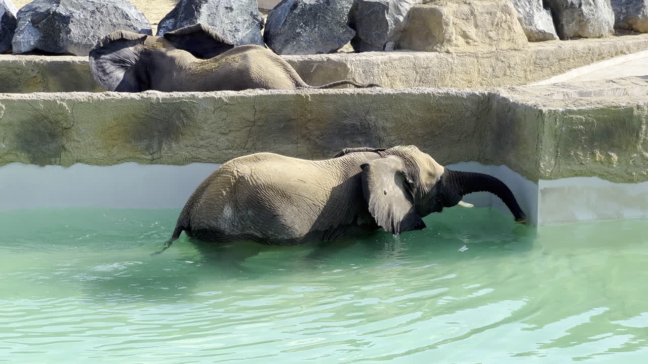 벽으로 분리된 수영장에서 수영하는 아기 코끼리