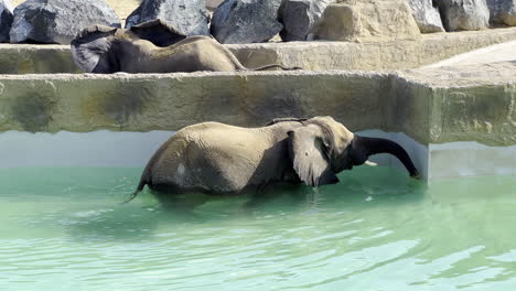 baby elephants swimming in a pool separated by walls