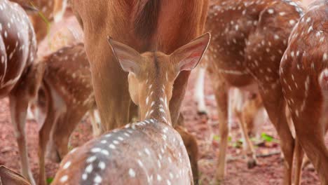 View-from-the-back-of-the-deer-herd-,-Methods-of-keeping-deer-inside-the-zoo-,-Different-types-of-deer