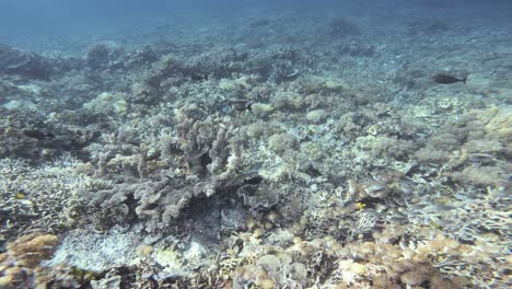 a captivating underwater shot with the camera moving over a deep sea coral reef