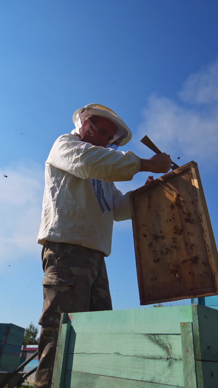 Man in protective hat on apiary. Beekeeper works with wooden frame from hive under blue sky. View from below. Apiculture. Vertical video