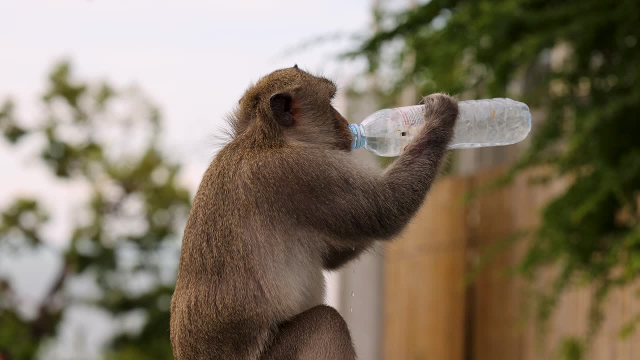 el macaco abre hábilmente y bebe de la botella