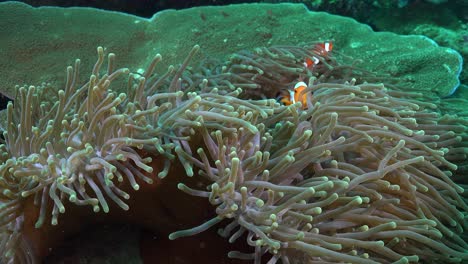 clownfish swimming in open sea anemone on tropical coral reef