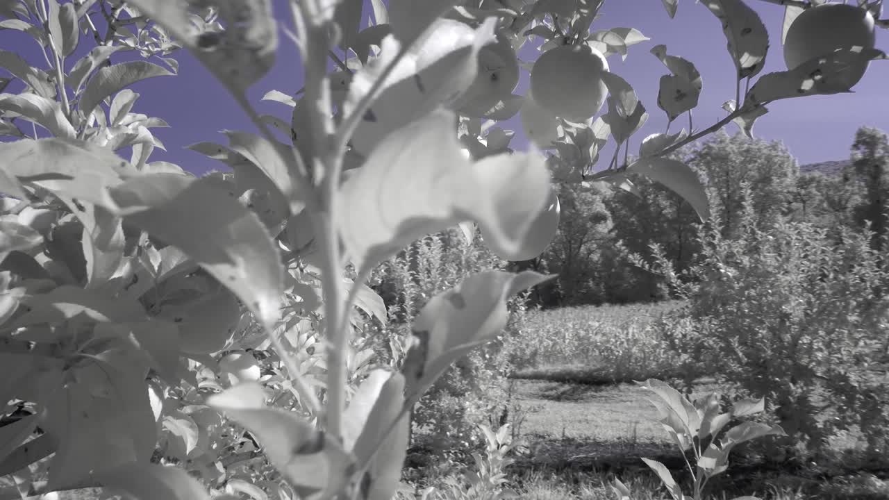 Apple Orchard in Infrared