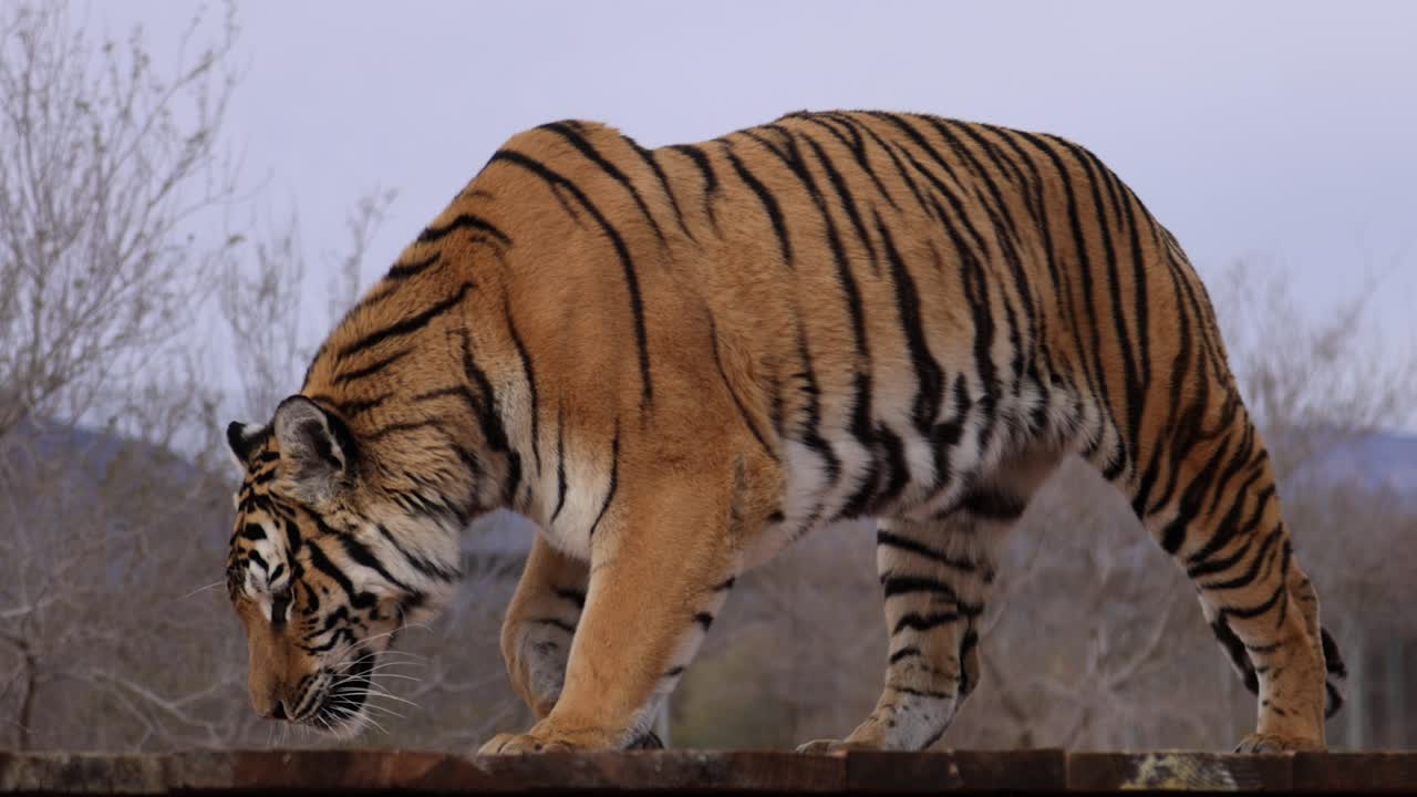 el tigre camina en la plataforma en el santuario de vida silvestre